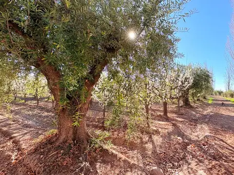 Venta finca en maipú