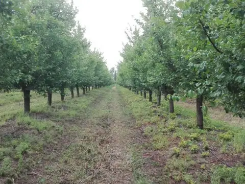 VENTA FINCA EN PRODUCCION RIVADAVIA MENDOZA