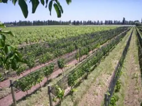 VENTA FINCA EN PRODUCCION RIVADAVIA MENDOZA