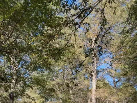 Terreno en Venta 17  mts Fondo