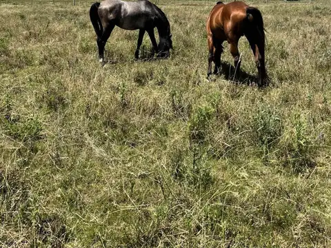 Campo 71 ha con costa de arroyo – Maldonado