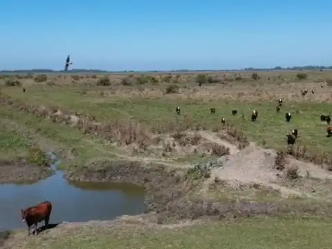 VENTA CAMPO GANADERO DE 162 HAS(LOS TALAS/BERISSO)