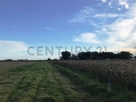 Venta Campo agricola ganadero sobre ruta 3 207 has Las Flores