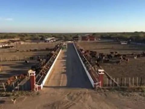 Campo 123 ha Feedlot Villa de Soto