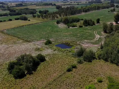 Venta CAMPO 29ha 2 CASAS en Est. Pedrera Ruta 88