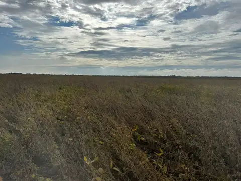 VENTA/CAMPO AGRICOLA/SUELO 1/RAFAELA