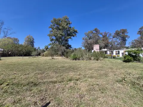 Los jazmines