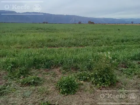 Venta,Excelente Campo Agricola\u002D Ganadero   en venta de 737 has, Cortaderas, San Luis -Financiamiento