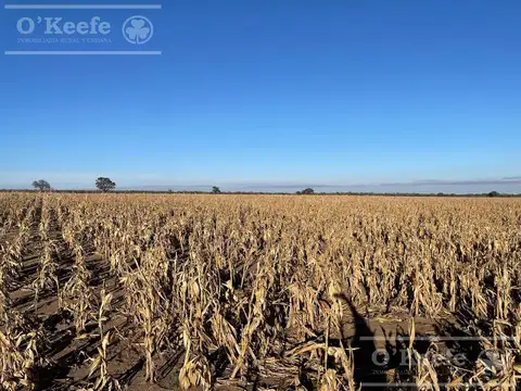 Venta,Excelente Campo Agricola\u002D Ganadero   en venta de 737 has, Cortaderas, San Luis -Financiamiento