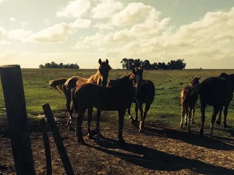 Gran Campo en Madariaga, oportunidad!