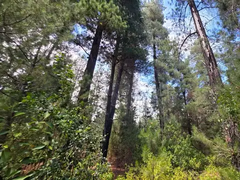 FRACCIÓN TERRENO EN MALLIN AHOGADO CON BOSQUE