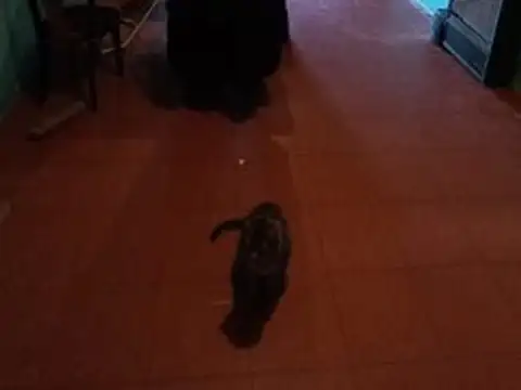 OSVALDO CRUZ 3985 , Piso 3