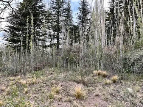 avenida las margaritas s/n