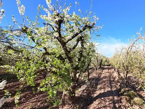 La Falda 200