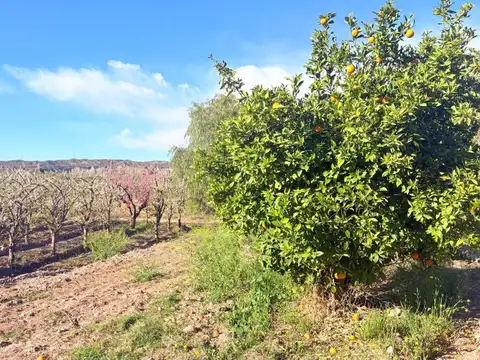 Venta Finca en Maipú