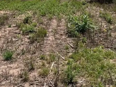 Camino a santa rosa 100