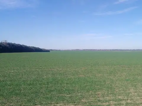 VENTA Campo en María Luisa