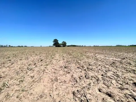 Venta de Campo ganadero en Soldini 