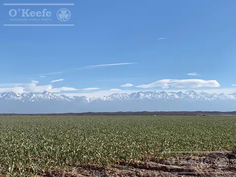 Campo en venta 1400 has  fraccionables Zapata, Mendoza. Apto Cultivos Intensivos de gran rentabilidad !!!