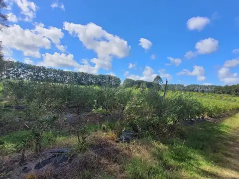 Campo en Venta Forestal