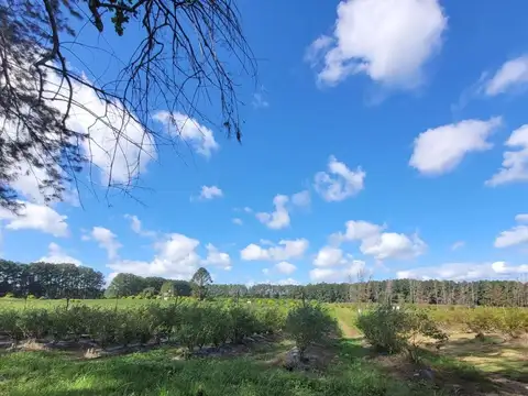 Excelente campo muy buena ubicación.
