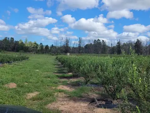 Campo en Venta de 17  ha