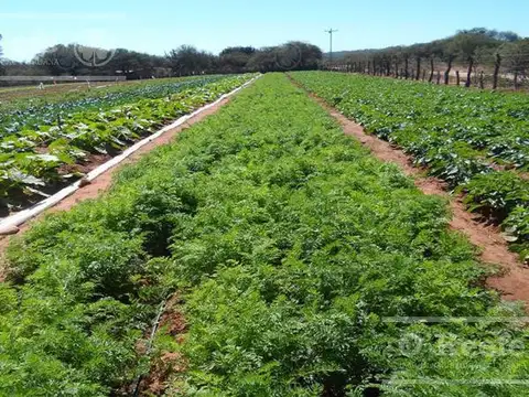 Chacra Horticola en venta de 4 has en La Plata