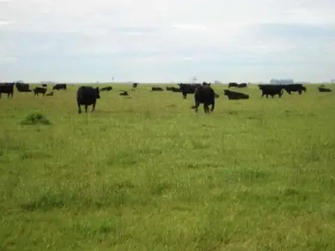 Ayacucho - 545 has. Ganadero