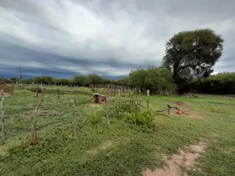 Campo en Venta Agrícola