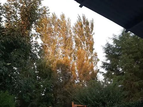 Los Nuevos Ombúes