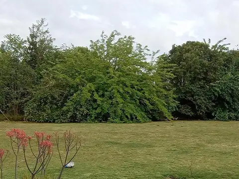 Av Aime Shiffeley 4200