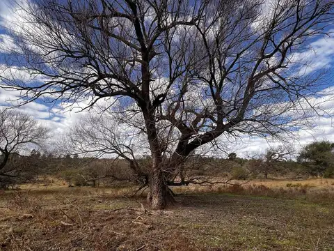 Campo en Venta de 125  ha