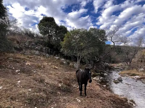 Campo en Venta de 125  ha