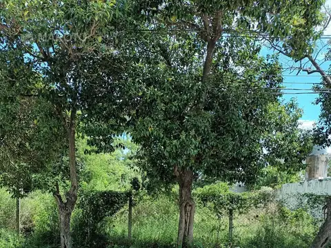 Terreno en Alquiler 50  mts Fondo