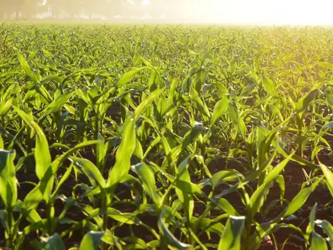 Campo en  Venta - 7,5 Ha