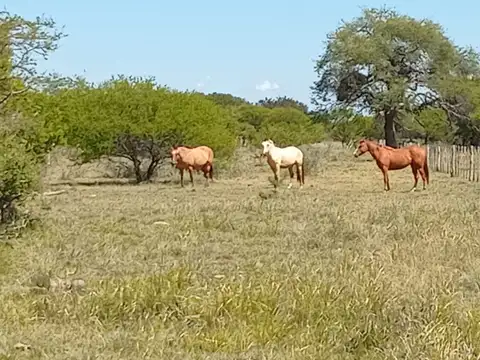Campo en Venta Ganadero