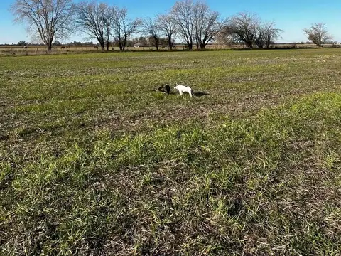 VENTA 12 HAS.  CAPILLA DEL SEÑOR