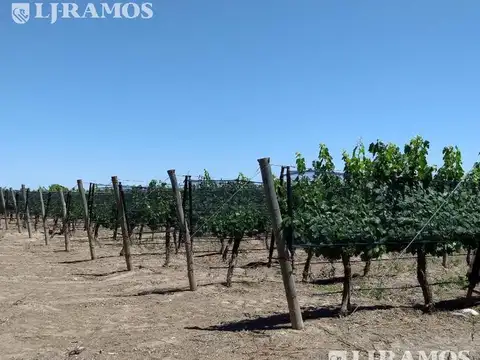 80 ha