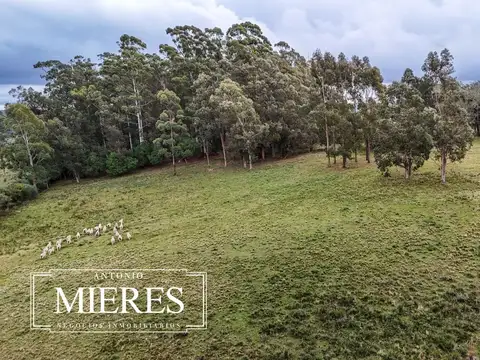 Chacra de 5 ha en venta con casco del siglo XVIII reformado, Maldonado Uruguay.