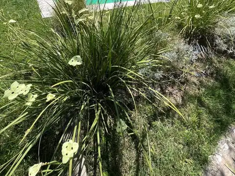 Calle Saavedra y Los Lapachos