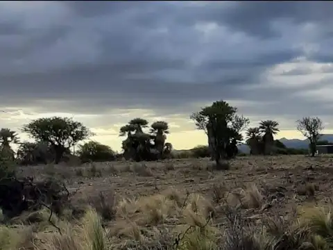 CAMPO EN RUTA 15 CHAMICO PEDANIA SALSACATE