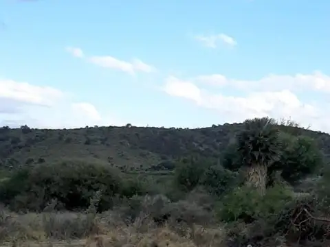 CAMPO EN RUTA 15 CHAMICO PEDANIA SALSACATE