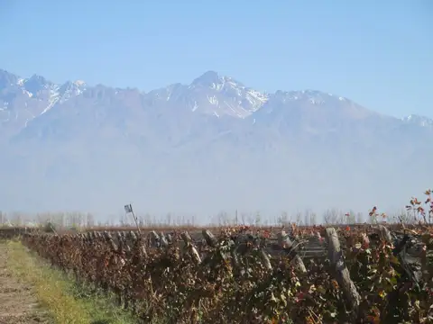 Viñedo 4.7 has en Venta en San Carlos Valle de Uco