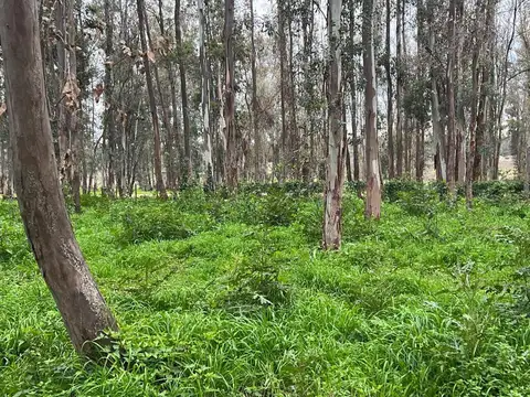 Terreno en Estancia Estrella Federal, Ramallo
