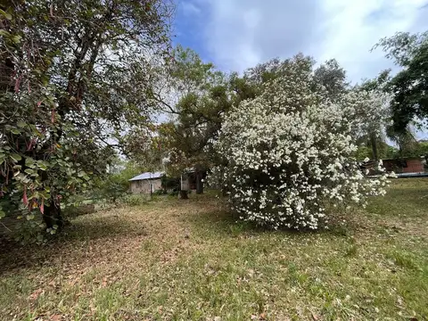 Terreno forestado en Colastiné.