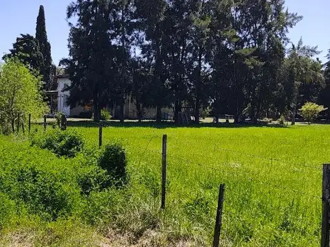 Flor De Ceibo