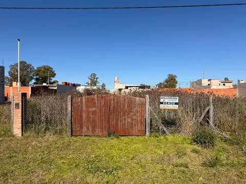 Verbenas