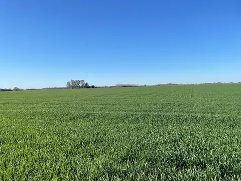 Vendo campo de 11 has agrícolas