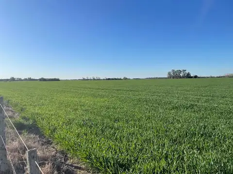 Campo en Venta Agrícola