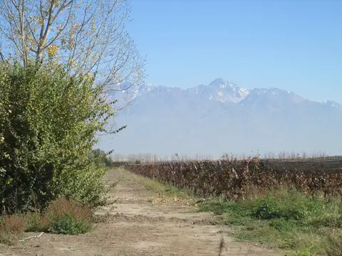 Viñedo 4.7 has en Venta en San Carlos Valle de Uco